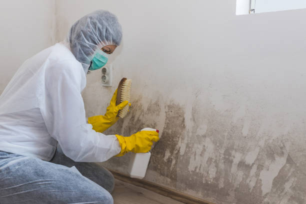 Mold Testing and Removal in Centereach, NY