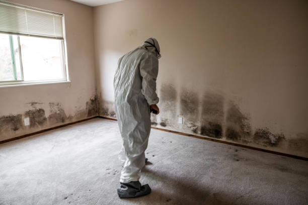 Best Attic Mold Removal  in Centereach, NY