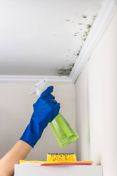 Best Professional Mold Removal  in Centereach, NY