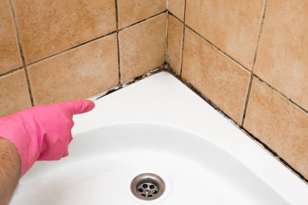 Best Mold Testing and Removal  in Centereach, NY